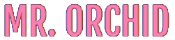  Mr Orchid